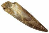 Fossil Plesiosaur (Zarafasaura) Tooth - Morocco #344239-1